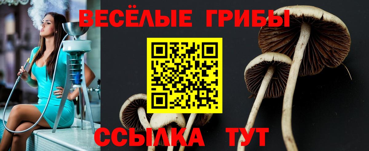 Богданович  Галлюциногенные грибы прущие грибы  Вход с VPN  Галлюциногенные грибы MAGIC MUSHROOMS 